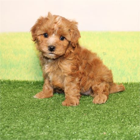 ICA Cavapoo female 913