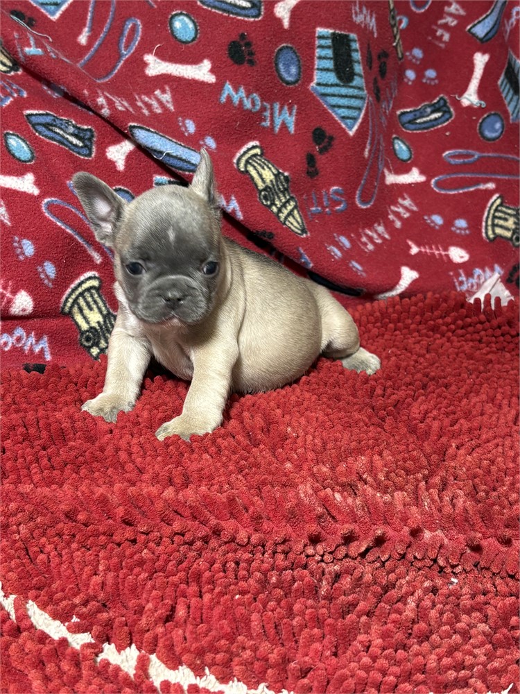Rocko