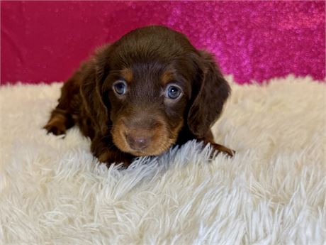 Female Miniature Dachshund- Long Hair