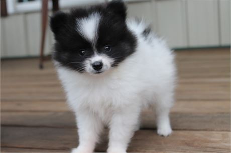 Beautiful AKC black and white female