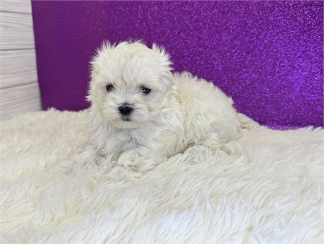 Female Maltese