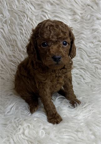 APRI Red Male Poodle