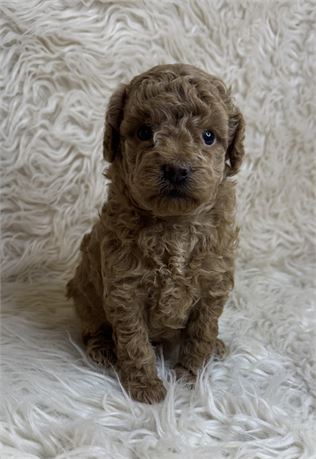 APRI Female Poodle