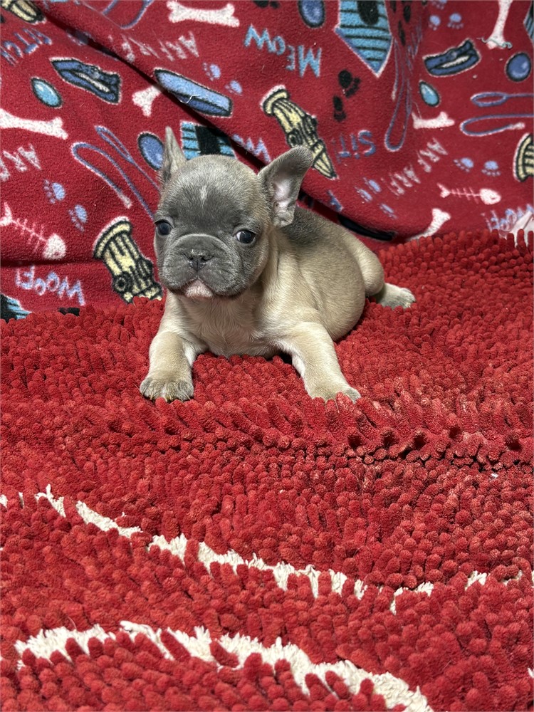 Rocko