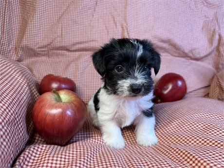 Morkie - Brooklyn’s # 2 (M)