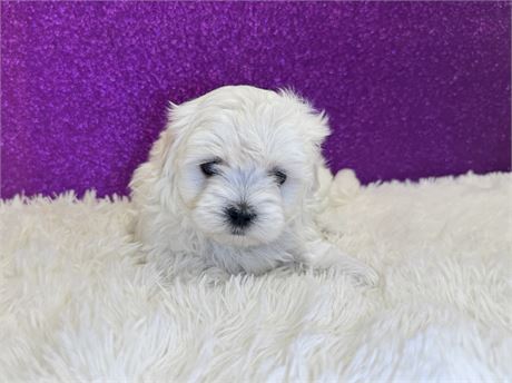 Female Maltese