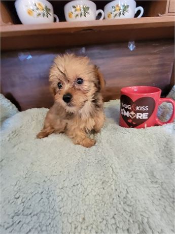 Morkie Female #1