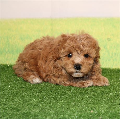 ICA Cavapoo female 004