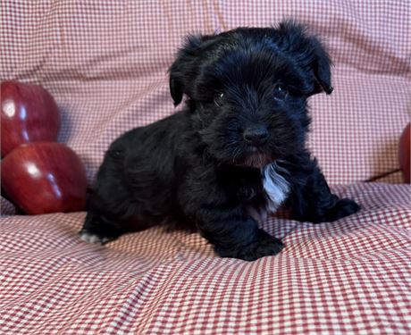 Morkie - Brooklyn’s # 1 (M)