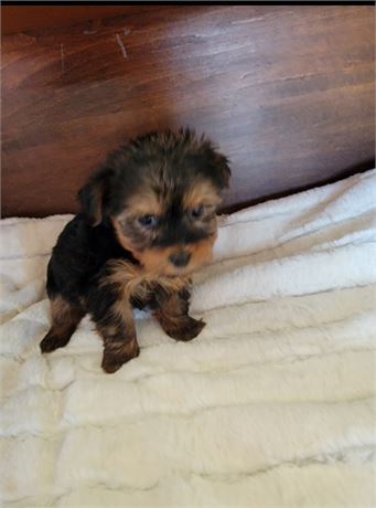 Yorkie Male #2