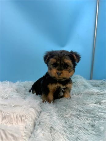FABULOUS LITTLE FELLA 1lb 9oz @ 7wks