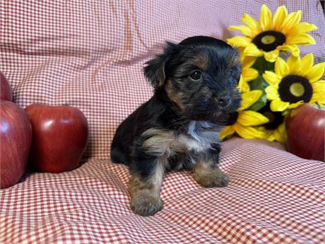 Morkie - Brooklyn’s # 4 (F)