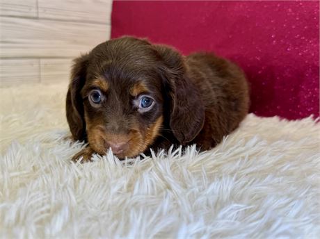Female Miniature Dachshund-Long hair