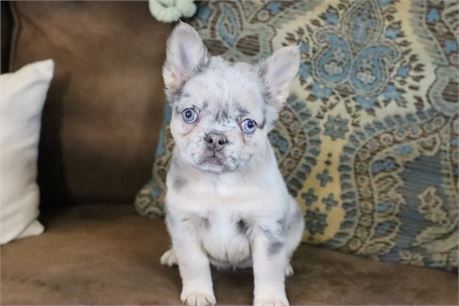 USDA CLEAN* AKC Reg FLUFFY French Bulldog
