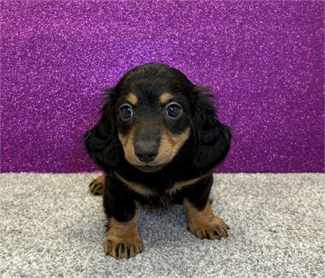 Shadows Dachshund