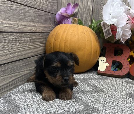 Male  Yorkshire Terrier