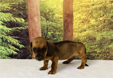 MINI DACHSHUND FEMALE - CLEAN USDA