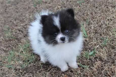 Beautiful AKC black and white Male