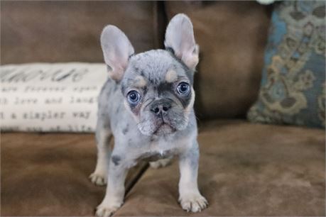 USDA CLEAN* AKC Reg French Bulldog