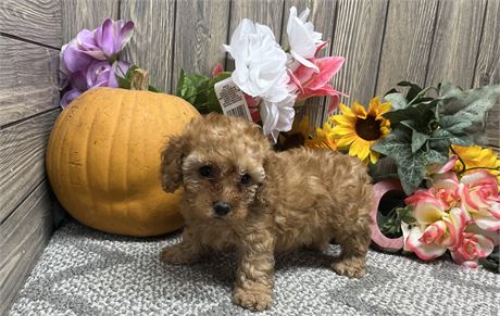 Female Toy Poodle