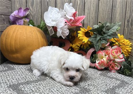 Female Maltese