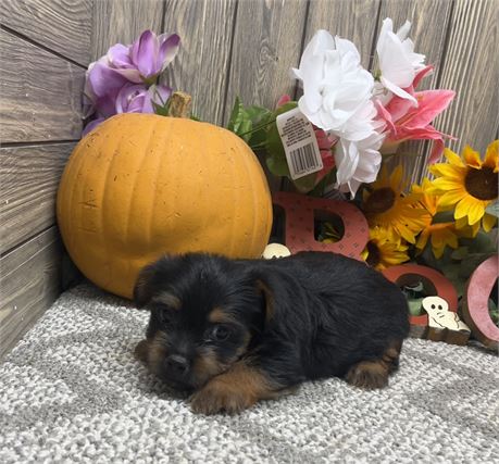 Male  Yorkshire Terrier