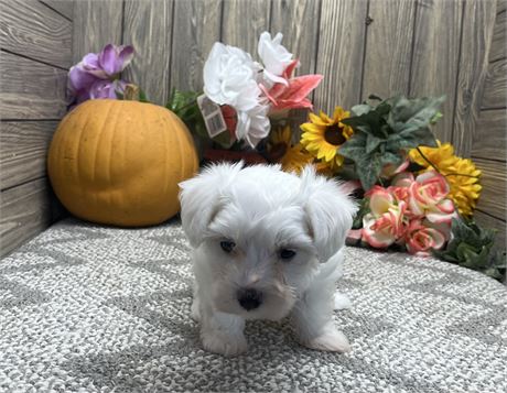 Female Maltese