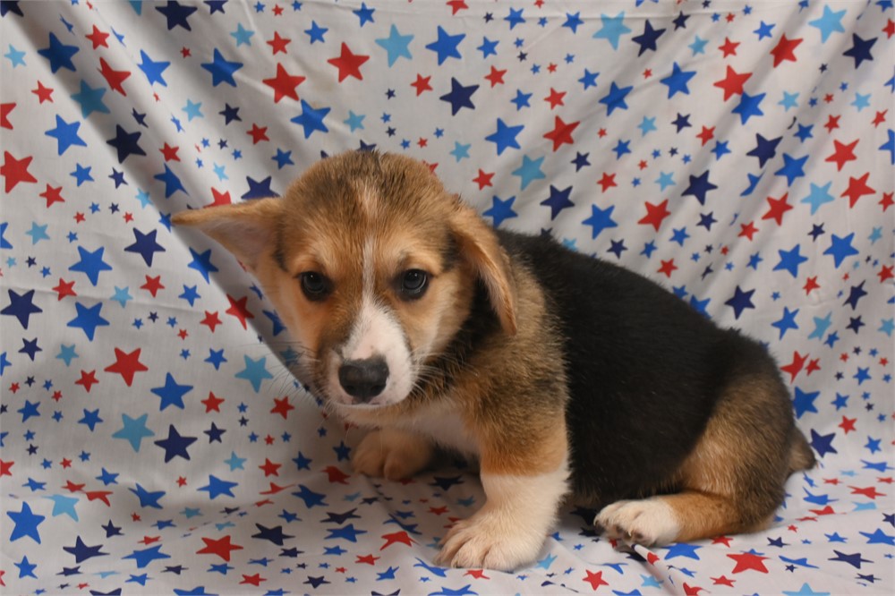 Lovable Fizz