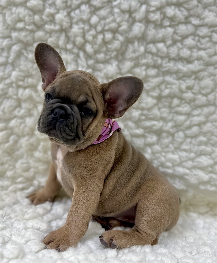 AKC FRENCH BULLDOG Female 1