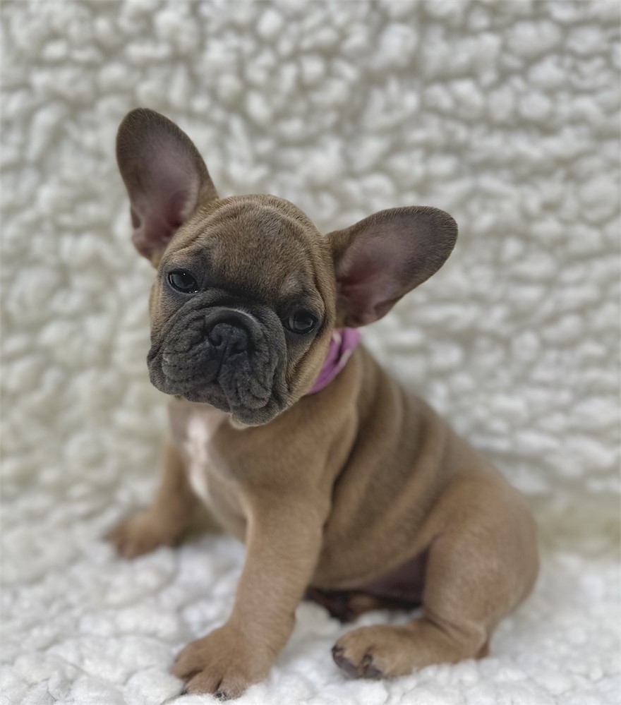 AKC FRENCH BULLDOG Female 1