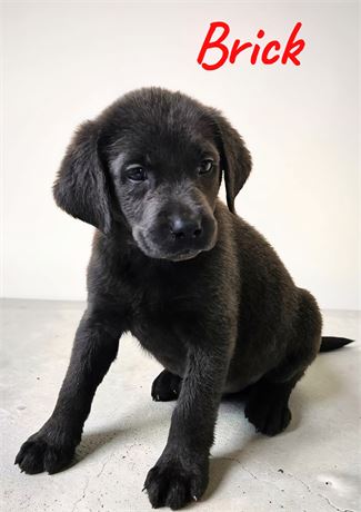 AKC Male Charcoal Lab