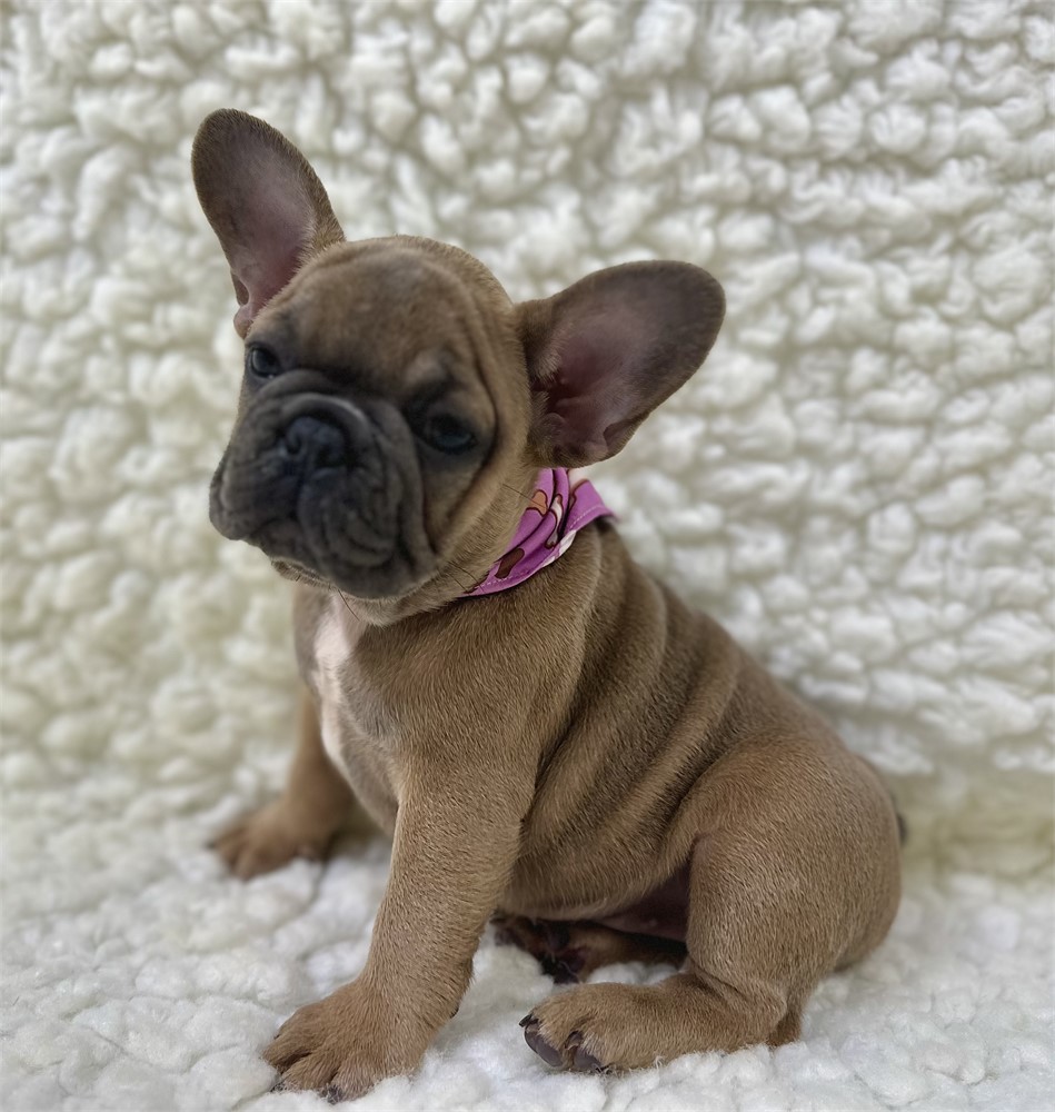 AKC FRENCH BULLDOG Female 1