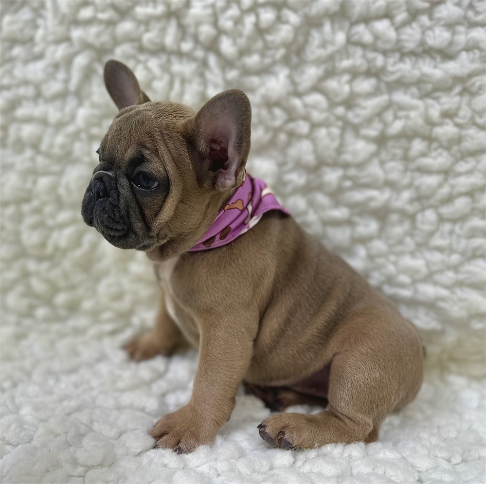 AKC FRENCH BULLDOG Female 1