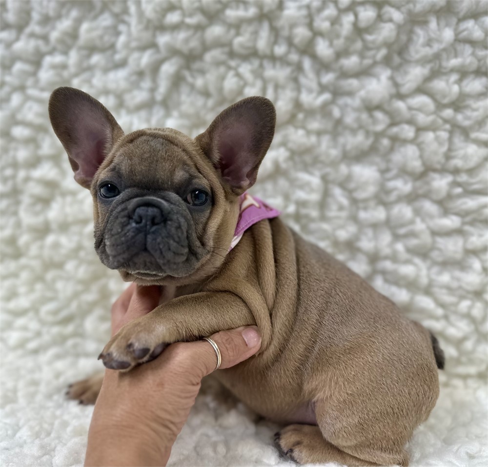 AKC FRENCH BULLDOG Female 1