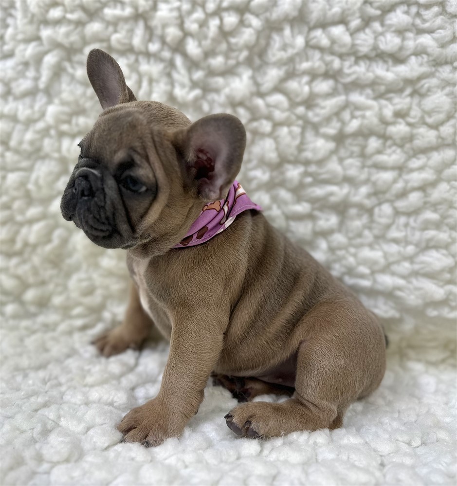 AKC FRENCH BULLDOG Female 1