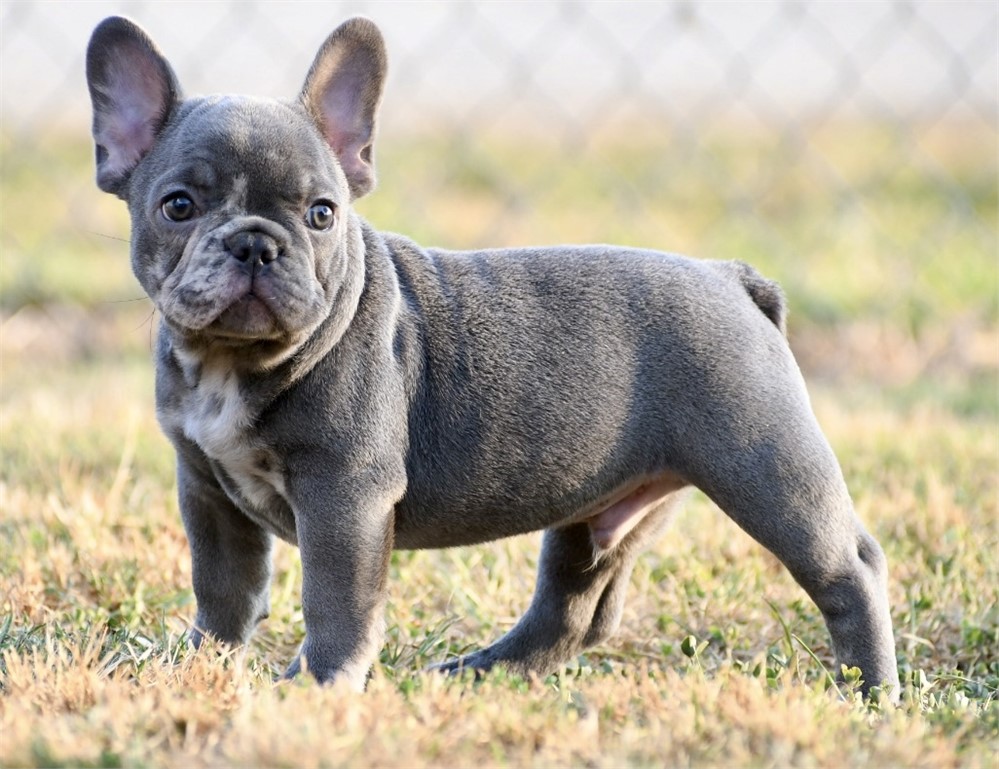 Cannon ~ Unique AKC Blue Merle French Bulldog Male!