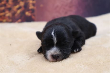 Female Morkie