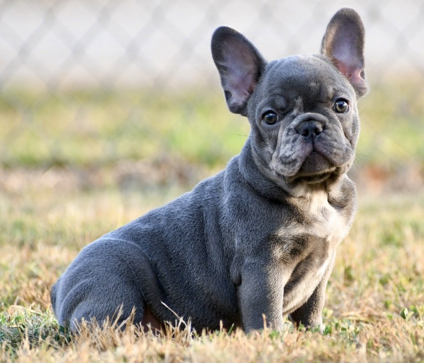 Cannon ~ Unique AKC Blue Merle French Bulldog Male!