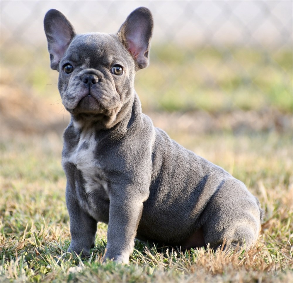 Cannon ~ Unique AKC Blue Merle French Bulldog Male!