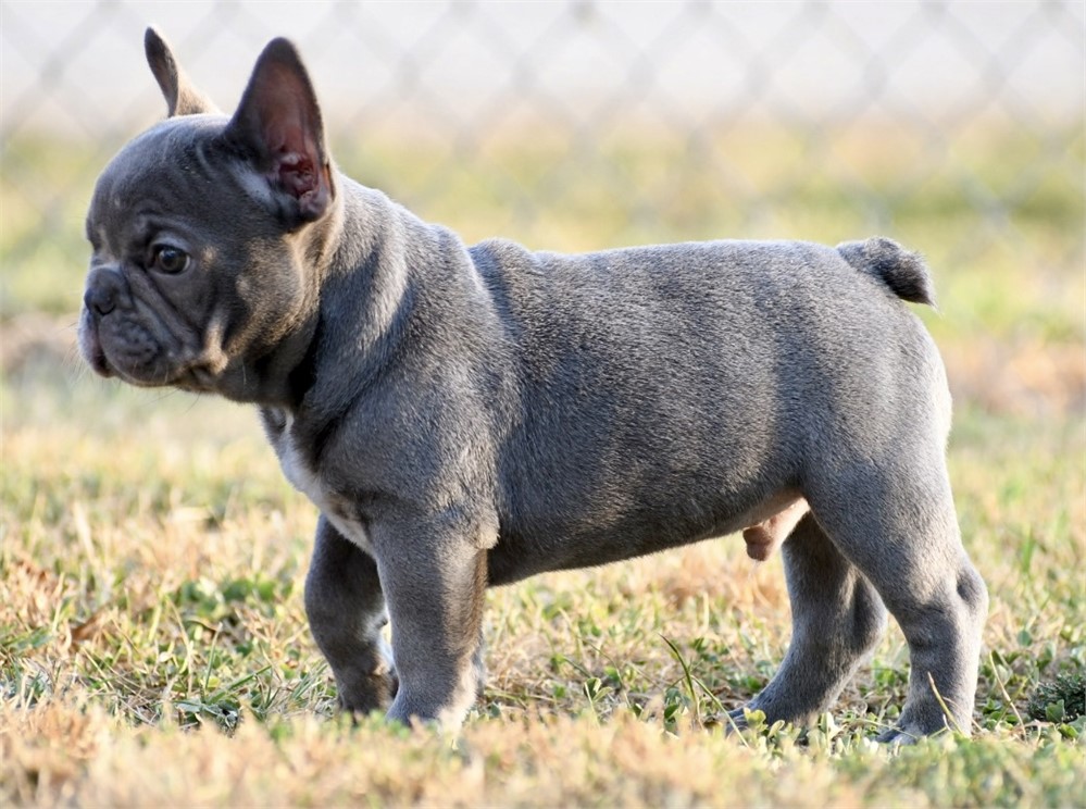 Cannon ~ Unique AKC Blue Merle French Bulldog Male!