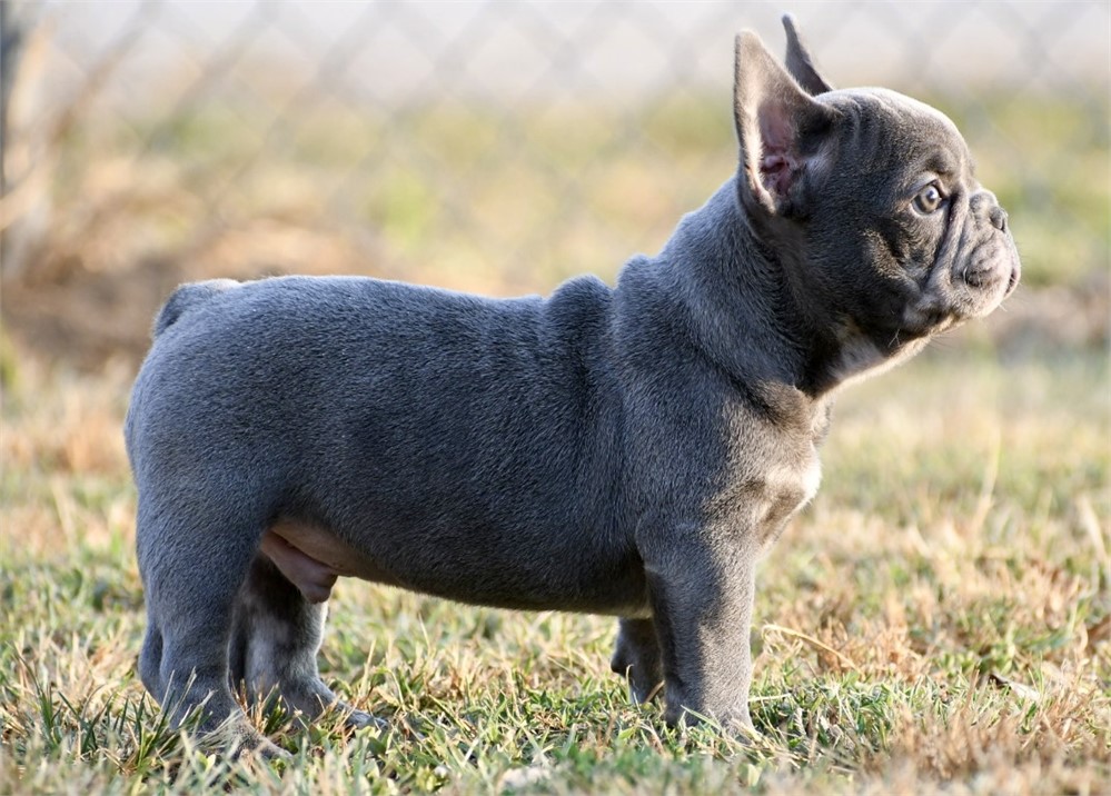Cannon ~ Unique AKC Blue Merle French Bulldog Male!