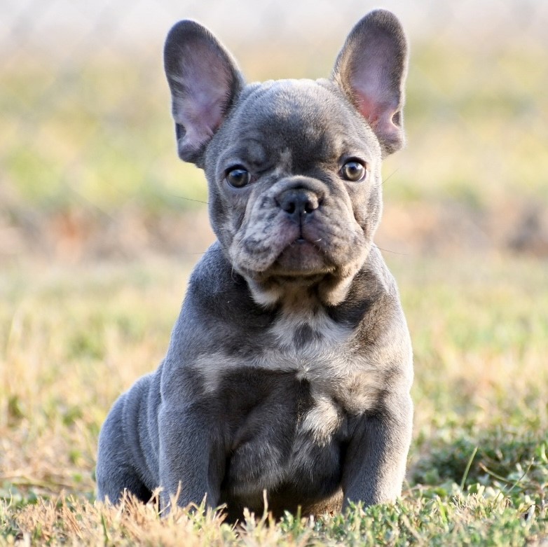 Cannon ~ Unique AKC Blue Merle French Bulldog Male!