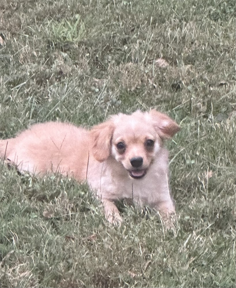 Shih tzu Chihuahua