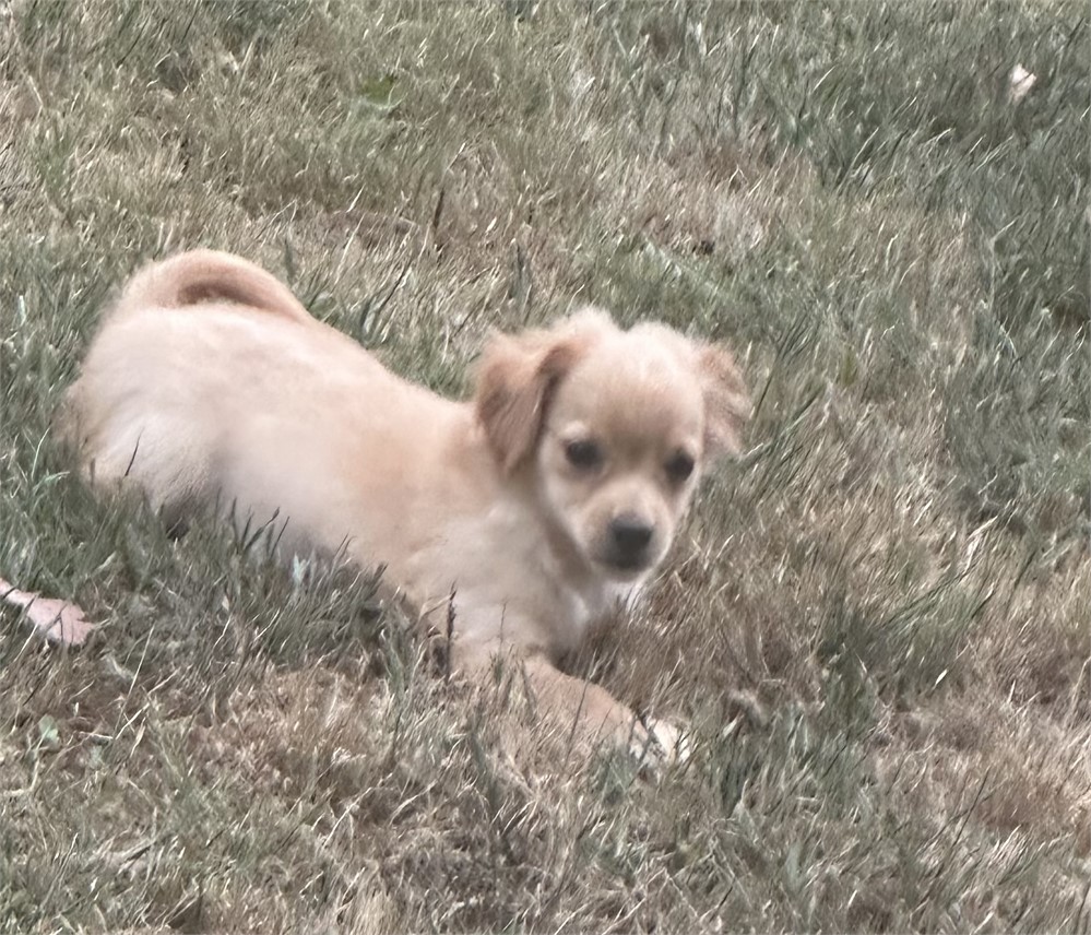 Chihuahua Shih tzu