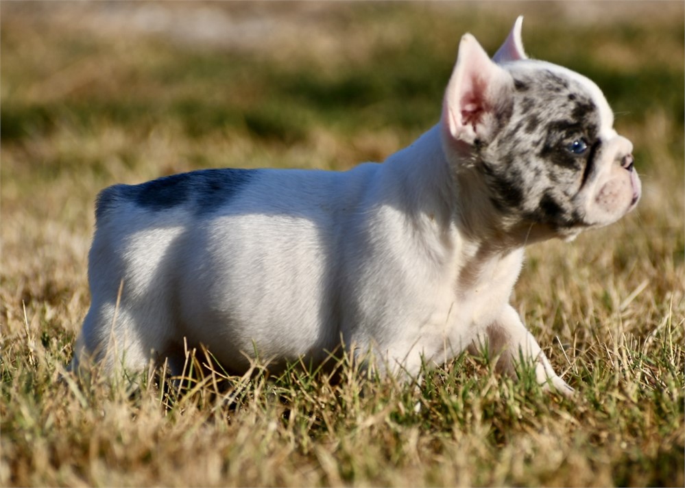 Alvise ~ Adorable AKC Male Merle Piebald French Bulldog