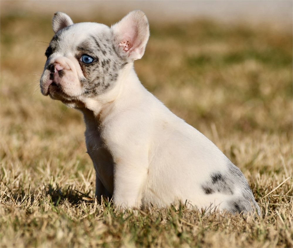 Alvise ~ Adorable AKC Male Merle Piebald French Bulldog