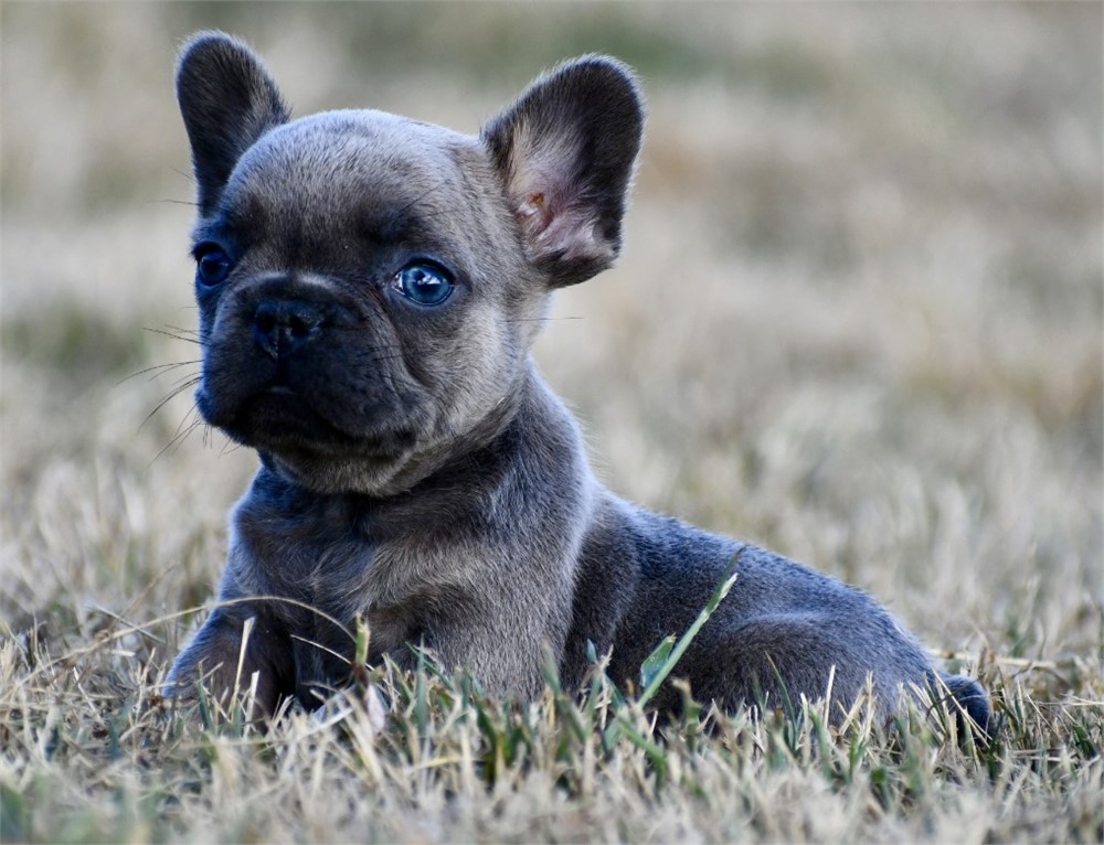 Asim ~ Adorable AKC Male Blue Fawn Sable French Bulldog