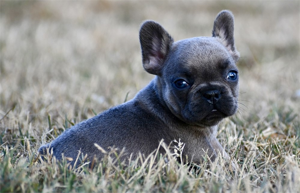 Asim ~ Adorable AKC Male Blue Fawn Sable French Bulldog