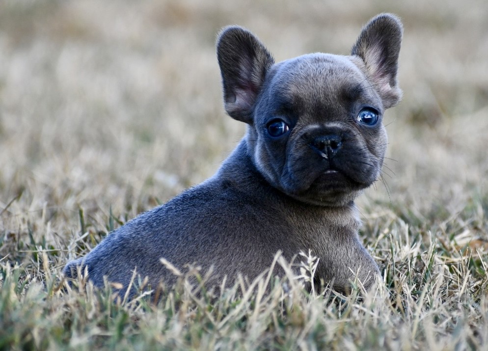 Asim ~ Adorable AKC Male Blue Fawn Sable French Bulldog