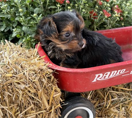Yorkie - Bentley’s # 1 (M)